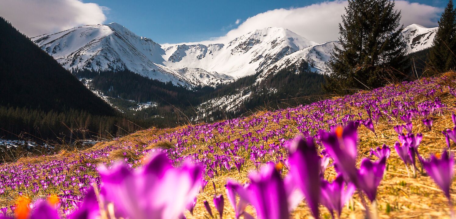 Crocus field, Kiry, Poland. Dawid Zawila@Unsplash