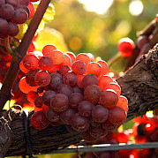 Bike & Wine in Hungary Photo