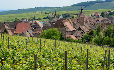 Vineyards in Riquewihr, Alsace, France. Flickr:Pug Girl