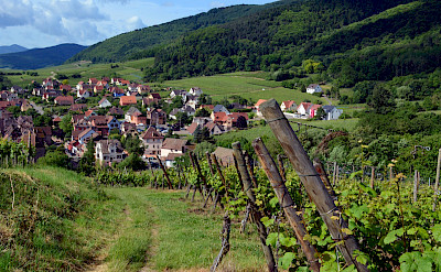 Vineyards around Riquewihr, Alsace, France. Photo via Flickr:Pug Girl