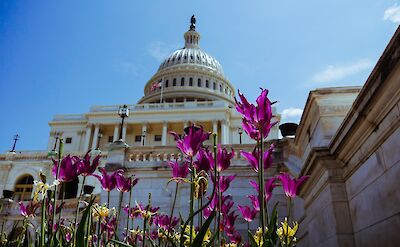Tulips outside the Senate building, Washington DC, USA. Unsplash: Matthew Bornhorst