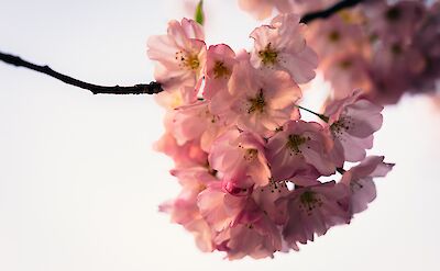Cherry blossom up close, Washington DC, USA. Unspash: Gayatri Malhotra