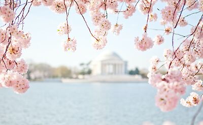Jefferson Memorial Through Cherry blossoms, Washington DC, USA. Unsplash: Amelia Cui