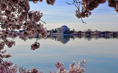 Jefferson Memorial Reflecting on water through the Blossoms, Washington DC, USA. Unsplash: RM