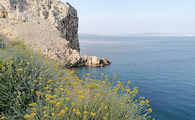 Yellow flowers on Cres, Croatia. Unsplash@Emtisquare Studio