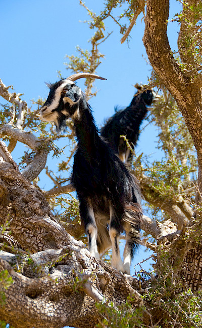 Goats in Morocco. Flickr:sdfgsdfgasdr