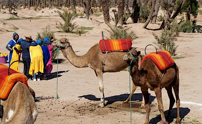 Camels in Marrakech, Morroco. Flickr:Matt Kieffer