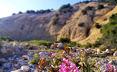 Wildflowers in Morocco. Flickr:Camping Aourir