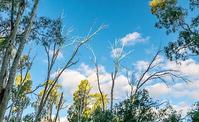 Clouds and trees, Moama, Australia. Tran Sformr@Flickr