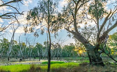 Trees, Moama, New South Wales, Australia. Tran Sformr@Flickr