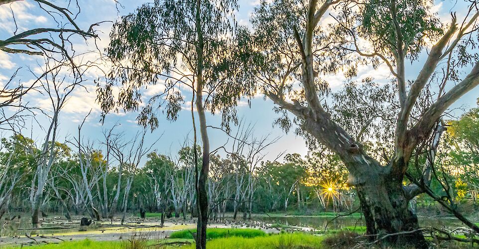 Trees, Moama, New South Wales, Australia. Tran Sformr@Flickr