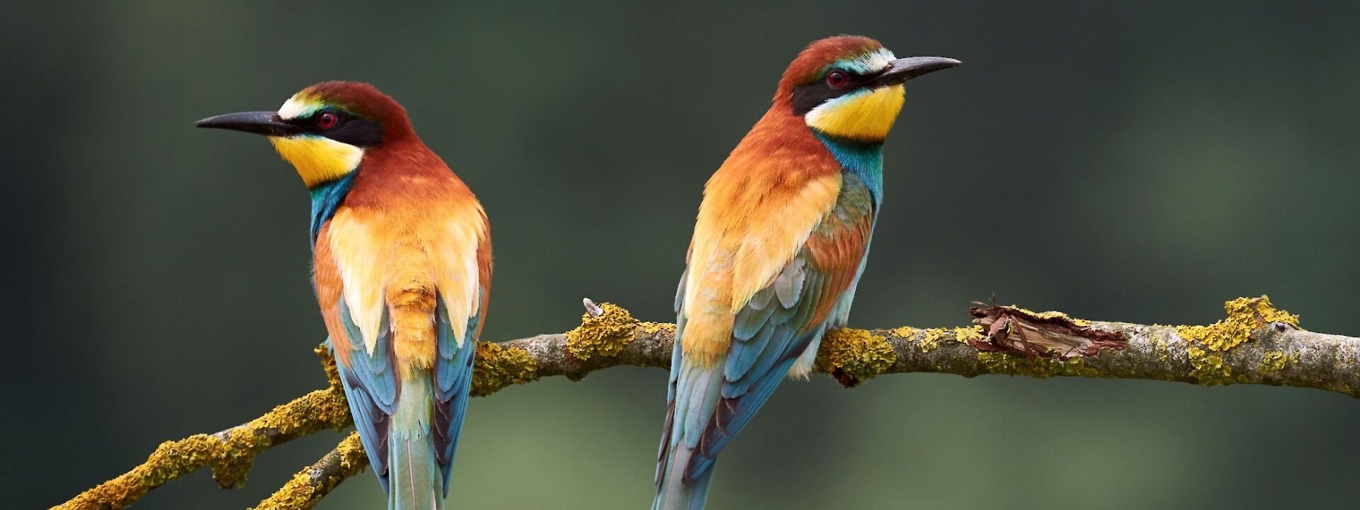 Birding Tours.Unpslash:GettyImage