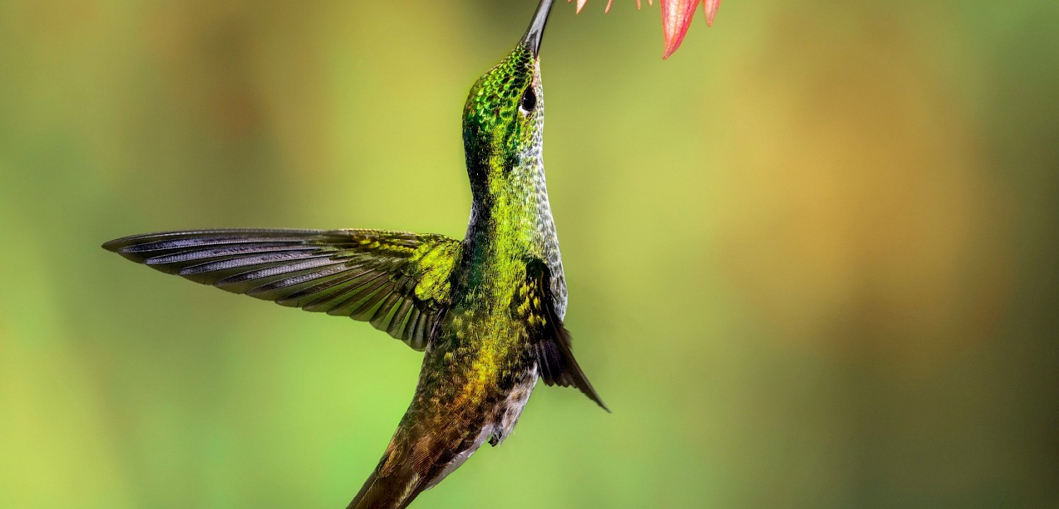 Green hummingbird. Unsplash@Chris Charles