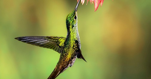 Green hummingbird. Unsplash@Chris Charles