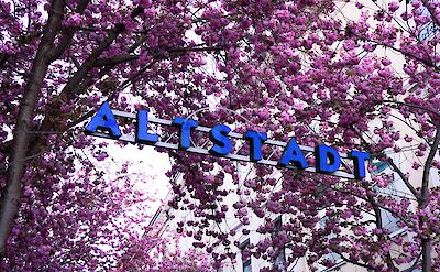 Cherry blossom around Altstadt sign, Bonn. Unsplash: Tim Russman