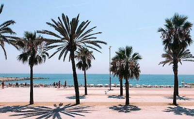 Palm trees at La Barceloneta, Barcelona, SPain. Unsplash: Lucrezia Carnelos