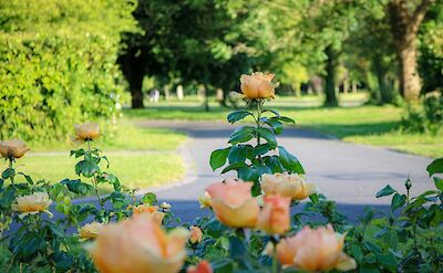 Roses in Tralee, Kerry, Ireland. Unsplash@Dahlia E Akhaine