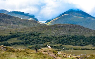 Sheep in Killarney, Kerry, Ireland. Unsplash@Catalina Rete