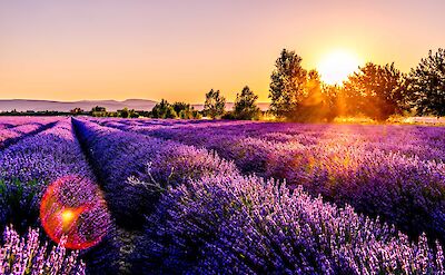 Lavender fields in Provence, France. Unsplash:Leonard Cotte 