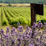 Premium Guided Bike Tour in Provence - Lavender fields in Provence, France. Flickr:Ming-Yen Hsu