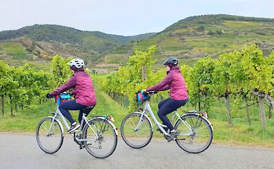 Two cyclists wearing matching jackets and helmets ride along a road flanked by lush vineyards and hills in the background.