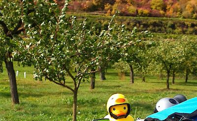 A close-up of a bicycle's handlebars with a small rubber duck in a helmet attached, set against a backdrop of colorful autumn trees on a hillside.
