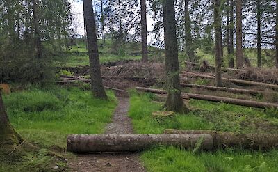 A narrow forest path lined with fallen trees and green foliage, creating an inviting natural setting under a clear sky.