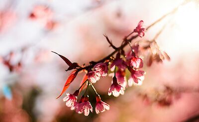 Cherry blossom, Chiang Mai, Thailand. Wathanyu Chomchuen@Unsplash