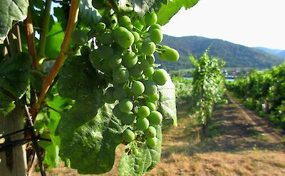 Vineyards all throughout the Wachau Valley in Austria. Flickr:Bryn Jarviggosson