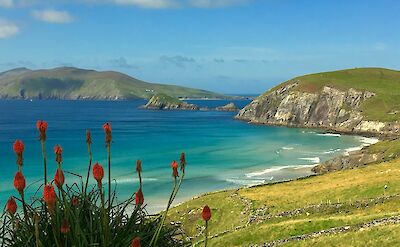Flowers on the cliffs in Dingle, Ireland. Unsplash@Proinsias Mac an Bheatha