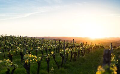 Sunset over vineyards, France. Unsplash: Boude Wijnboer