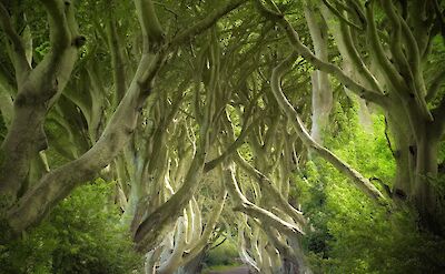 The famous Dark Hedges from Game of Thrones! Unsplash:William Warby