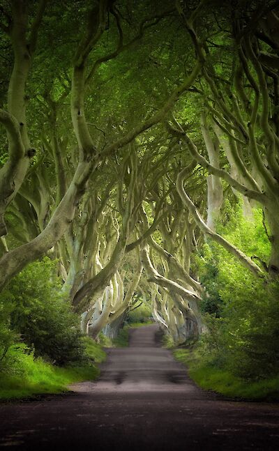 The famous Dark Hedges from Game of Thrones! Unsplash:William Warby