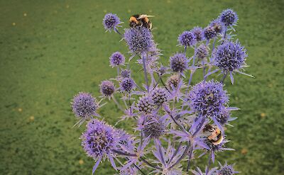 Purple thistles & bees in Londonderry, Northern Ireland. Unsplash:K. Mitch Hodge