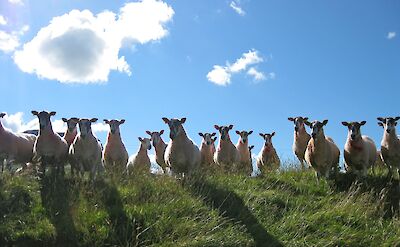 Lots of sheep at Glens of Antrim in Northern Ireland. Flickr:Susanmck