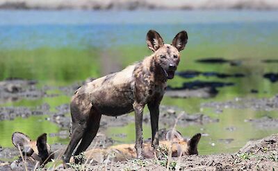 African Wild Dog - South Luangwa ©ClaudiaHodkinson
