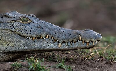 Crocodile ©ClaudiaHodkinson