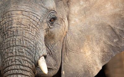 Elephant ©ClaudiaHodkinson
