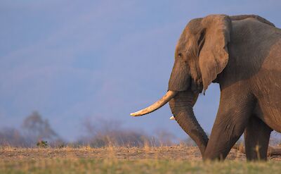 Elephant - Lower Zambezi National Park ©ClaudiaHodkinson