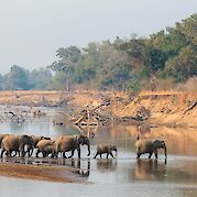 Zambia Wildlife Safari - Elephant in riverbank ©LionCamp