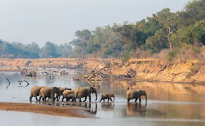 Elephant in riverbank ©LionCamp