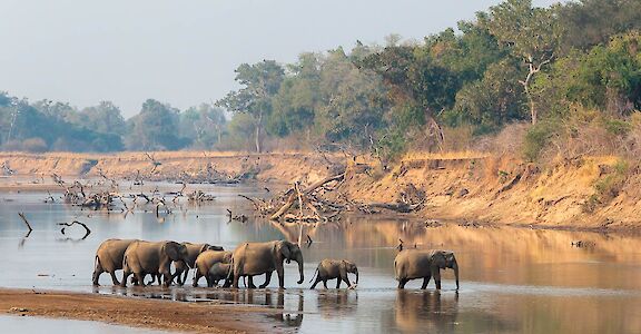 Elephant in riverbank ©LionCamp