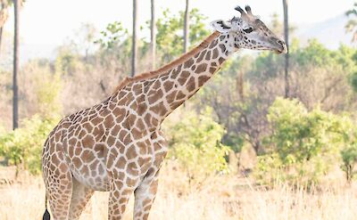 Giraffe South Luangwa ©ClaudiaHodkinson