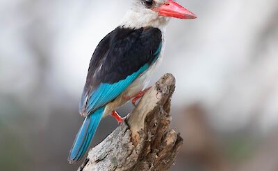 Grey-headed Kingfisher ©ClaudiaHodkinson