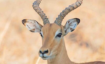 Impala South Luangwa ©ClaudiaHodkinson