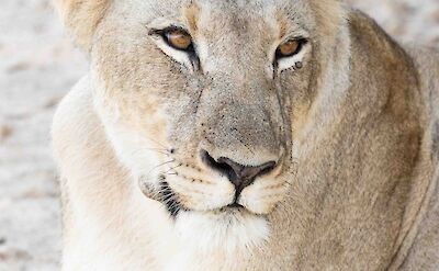 Lioness ©ClaudiaHodkinson