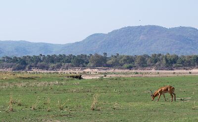 South Luangwa National Park ©ClaudiaHodkinson