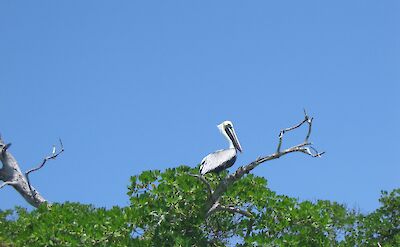 Pelican, Sian Ka'an, Mexico. Flickr: Ramon Baile