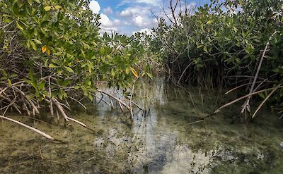Lagoon canal, Muyil, Quintana Roo, Mexico. Flickr: Barbbarb Bard