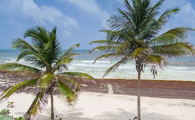Palm trees on a beach, Sian Ka'an, Quintana Roo. Flickr: Drone Picr